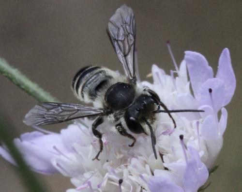 Réf. 197 379 : Megachile sp.